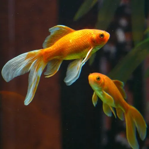 Aquariums