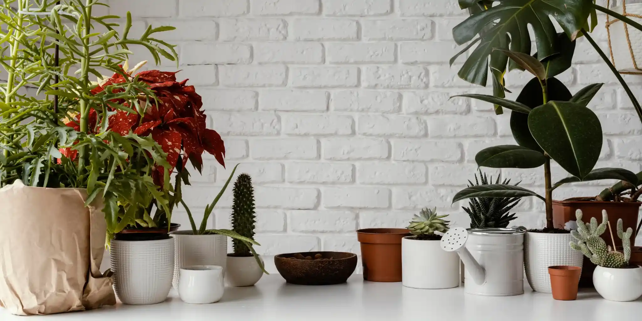 choix de plantes 4 choisir une plante selon son rythme de vie et son niveau