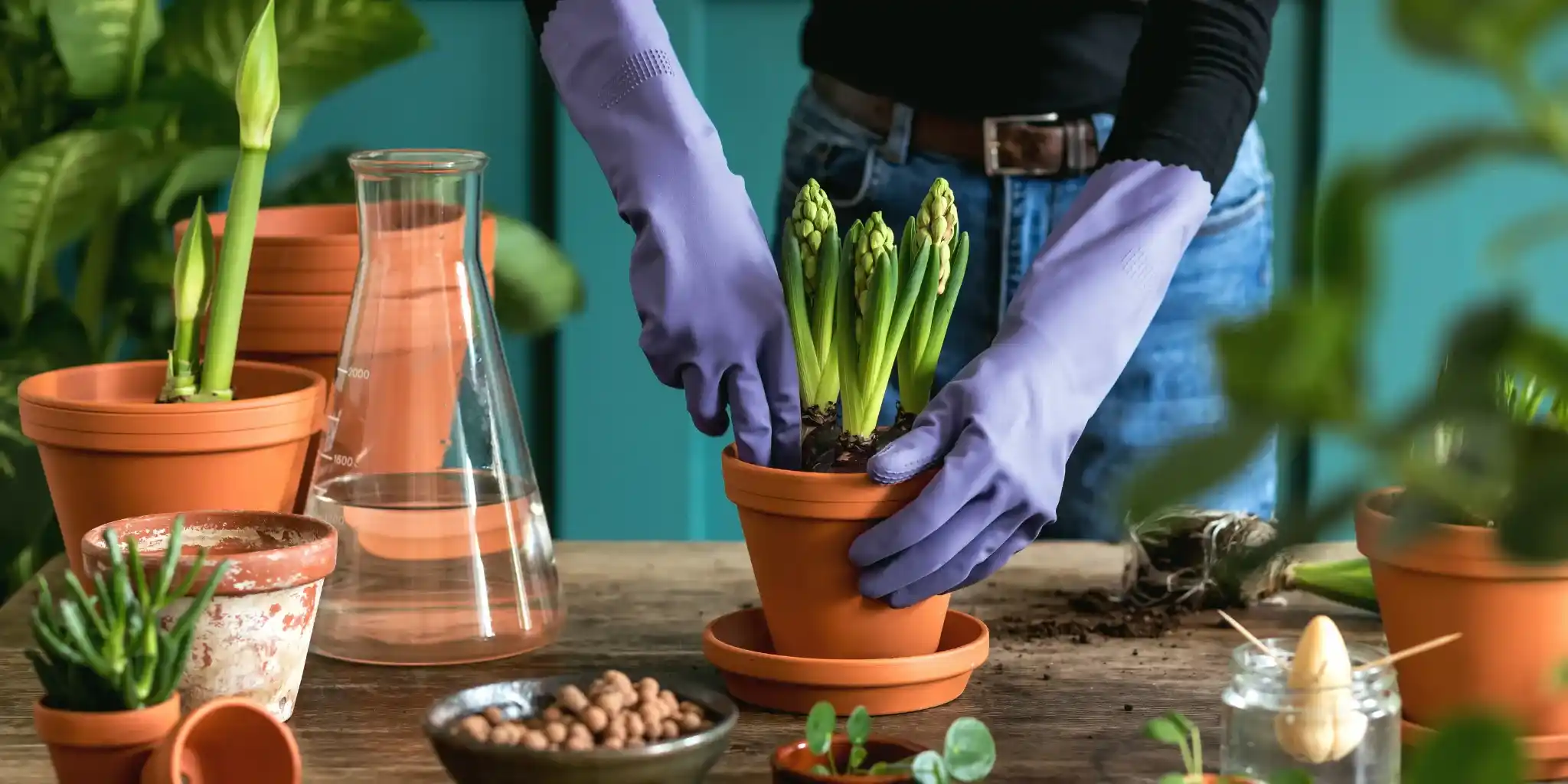 choix de plantes 7 intégrer les plantes d’intérieur à la décoration et entretenir durablement