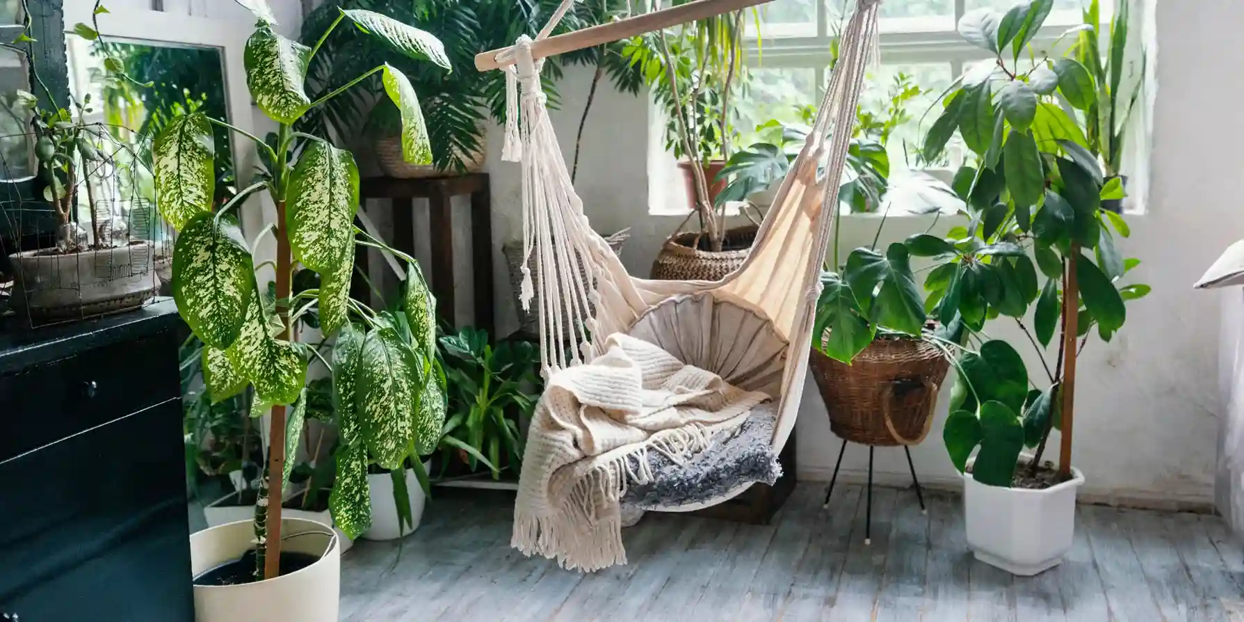 choix de plantes 5 choisir des plantes d’intérieur selon les pièces