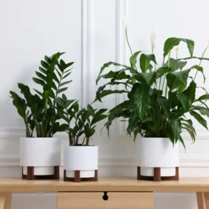 choix de plantes